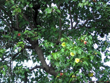 10 PORTIA TREE Yellow Pink Purple Flowers Change Color Pacific Rosewood Tulip Thespesia Populnea Seeds
